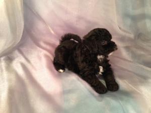 Male Black and white Bichon Poodle Puppies for sale Born April 5th 2013|Bichon poodle Breeders in Illinois and Wisconsin are welcome buyers at Purebredpups! 5